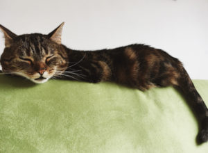 vocal health rest cat