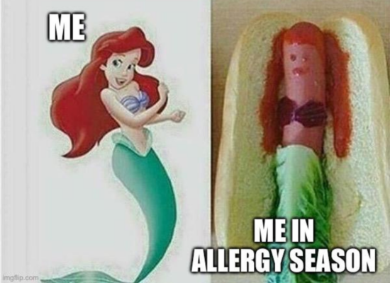 A meme showing on the left, a picture of Ariel the Disney Little Mermaid, with the text Me in bold. On the right, a hot dog in a bun, 'dressed' as Ariel with ketchup for her hair, red onion for her top, and lettuce for her tail. She looks the worst for wear, to say the least. The text reads 'me in allergy season'.