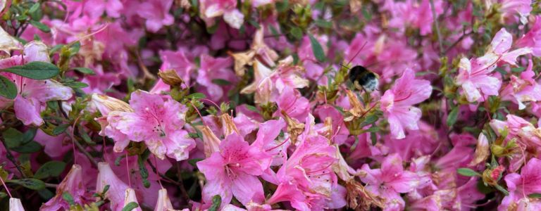 A bumble bee laden with golden pollen is flying in a bush of bright pink flowers.